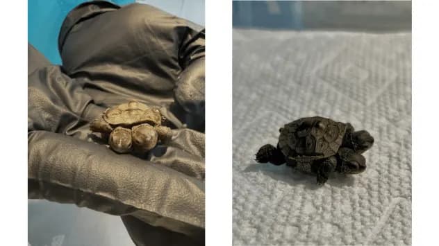 Rare Two-Headed Diamondback Terrapin Arrives At Cape Wildlife Center