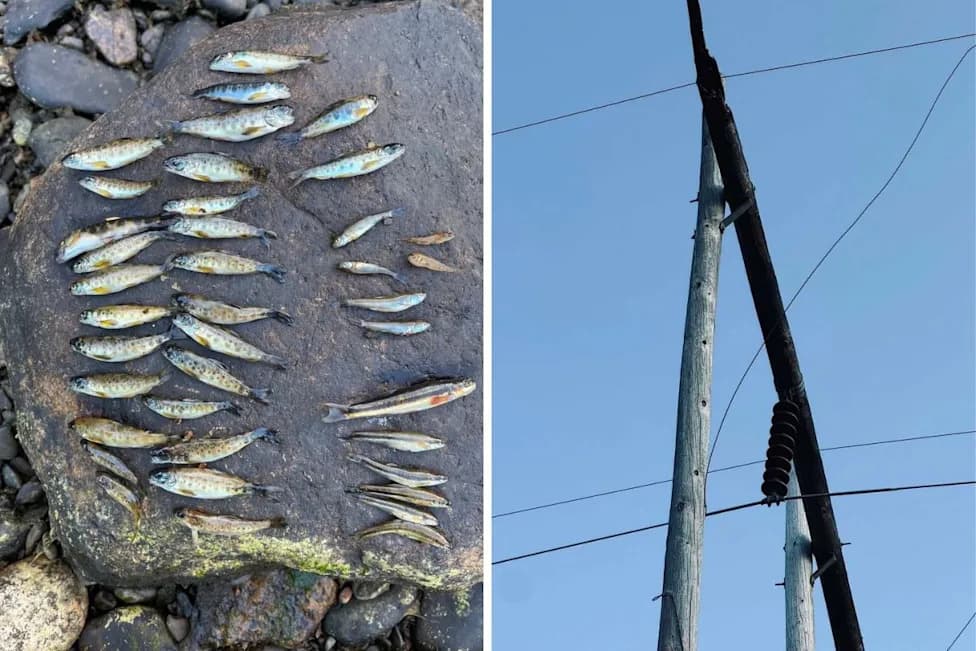 Ripogenus Dam Owner Replaces Faulty Poles After July Crossarm Failure That Likely Killed Thousands Of Fish