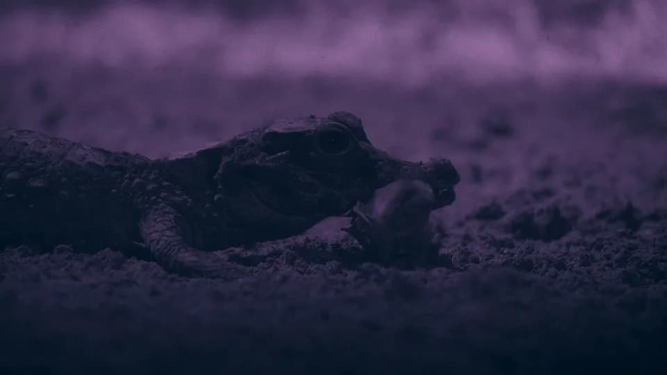 Hidden Hunters: How Gabon's Tiny Cave Crocodiles Ambush Bats