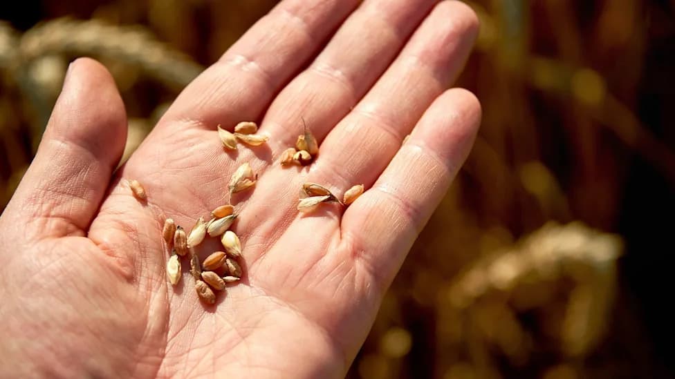 UK 2026 Harvest Crippled by Heat and Drought — Major Shortfalls in Wheat, Barley and Oats