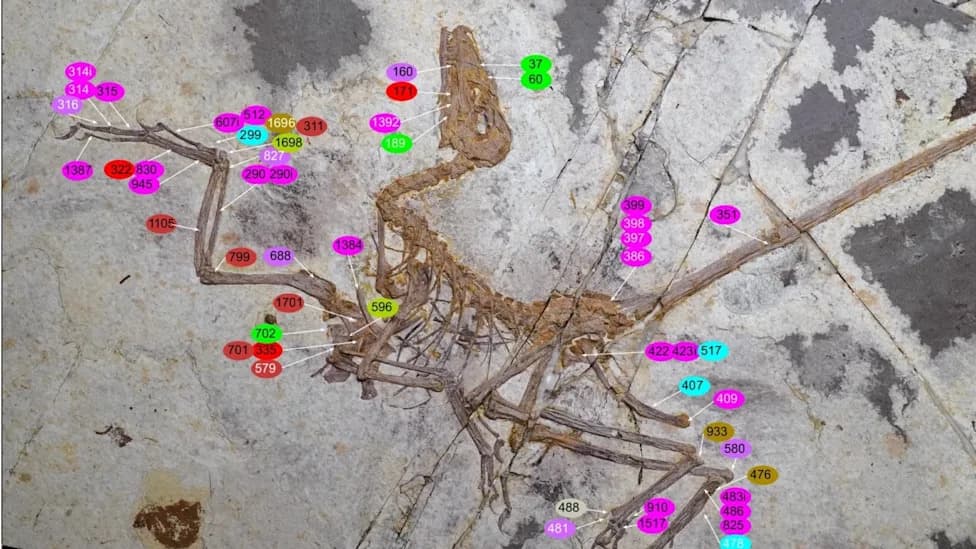 New Feathered Raptor <i>Norellraptor barsboldi</i> Suggests Flight Evolved Independently Within Paraves