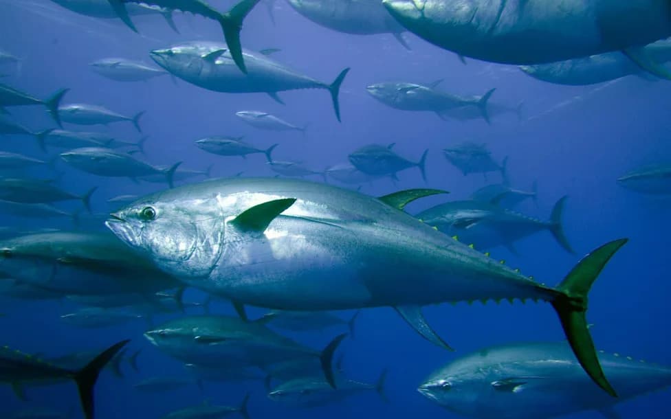 A Day with Bluefin Tuna: A Powerful Example of Conservation in Action