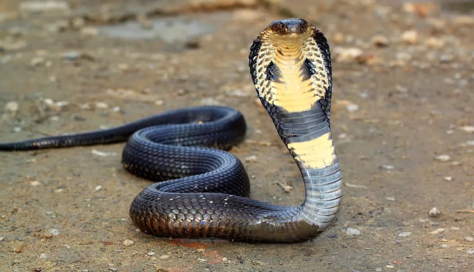 Caspian (Central Asian) Cobra Tied to First Fatal Bites in India as Species Expands Into Himalayas