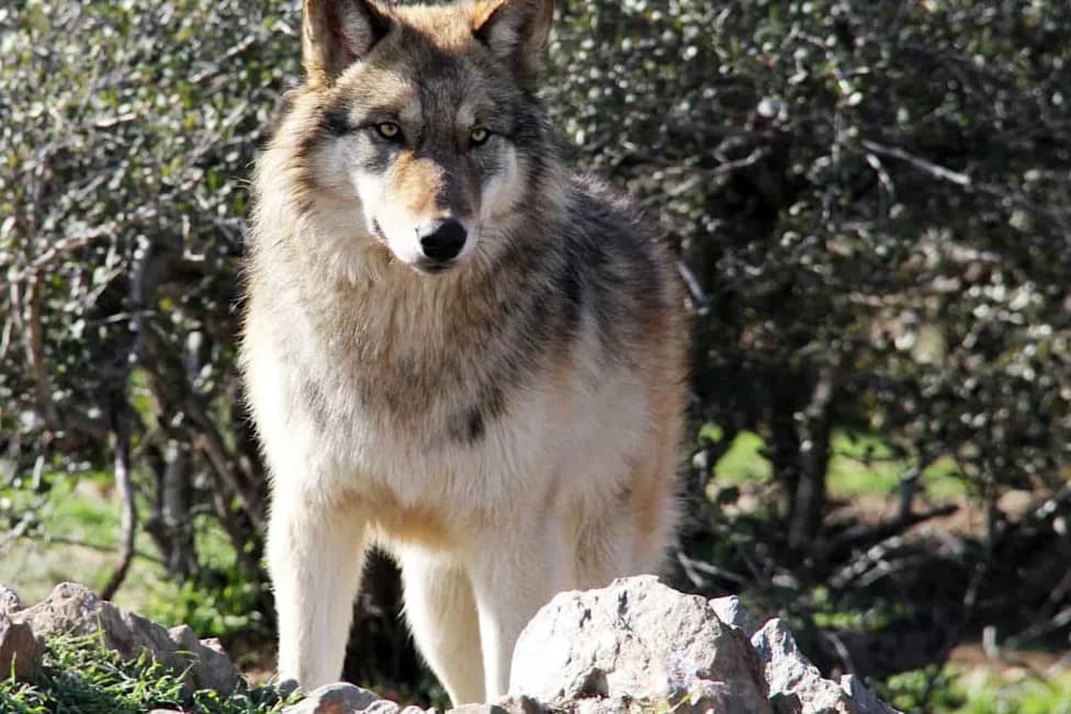 Wolves Hunt the Coast: Alaska Packs Found Preying on Sea Otters