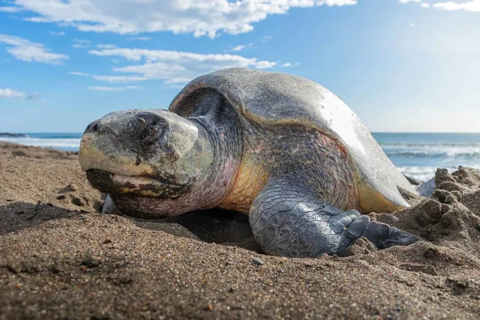 Historic First: Endangered Olive Ridley Turtles Nest on Southern California Beaches