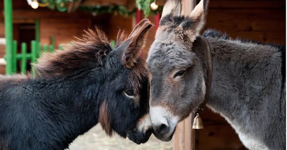 Teens Felt Less Sad When Miniature Horses Chose to Walk Away, UC Davis Study Finds