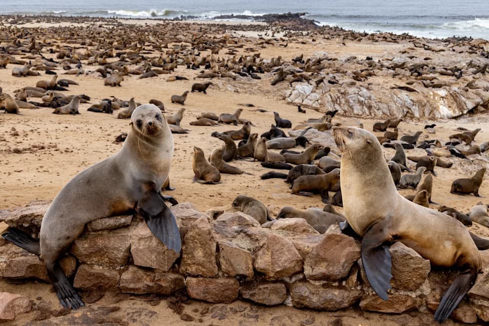 Mystery Rabies Outbreak in Cape Fur Seals Traced to Jackals — What We Know and What’s Being Done