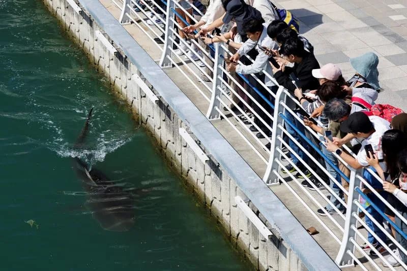 Second Rescue Fails: 3.5m Shark "Bukangi" Remains Stranded in Busan Canal