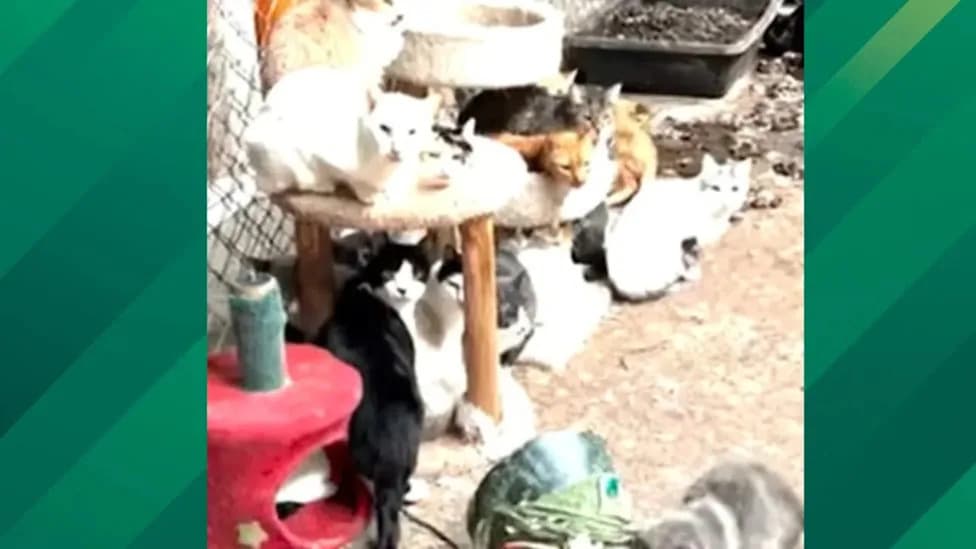 Over 300 Animals Seized From Rock N' Pawz Rescue; Operator Charged With 35 Counts