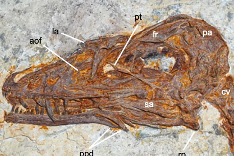 Remarkably Preserved Feathered Dinosaur Discovered: Norellraptor barsboldi Sheds Light on How Flight Evolved