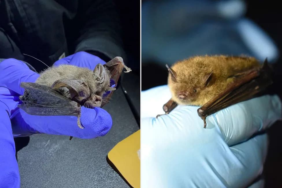 Tiny Cellular Trackers Reveal Endangered Bats' Nighttime Journeys — One Traveled 130 Miles