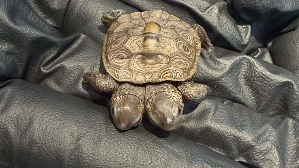 Rare Two-Headed Diamondback Terrapin Hatchling Rescued on Cape Cod