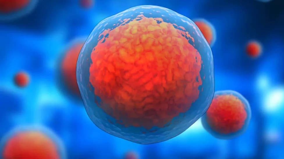 Some Cells Outlive the Body: What Survives After Death and Why It Matters