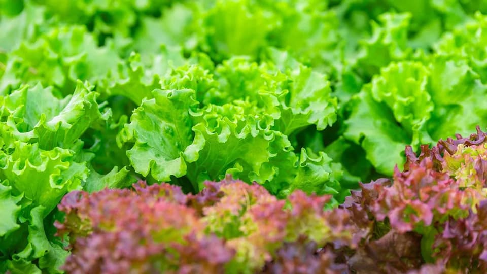 FDA Detects Cyclospora at Mexican Farm Linked to Record U.S. Lettuce Outbreak
