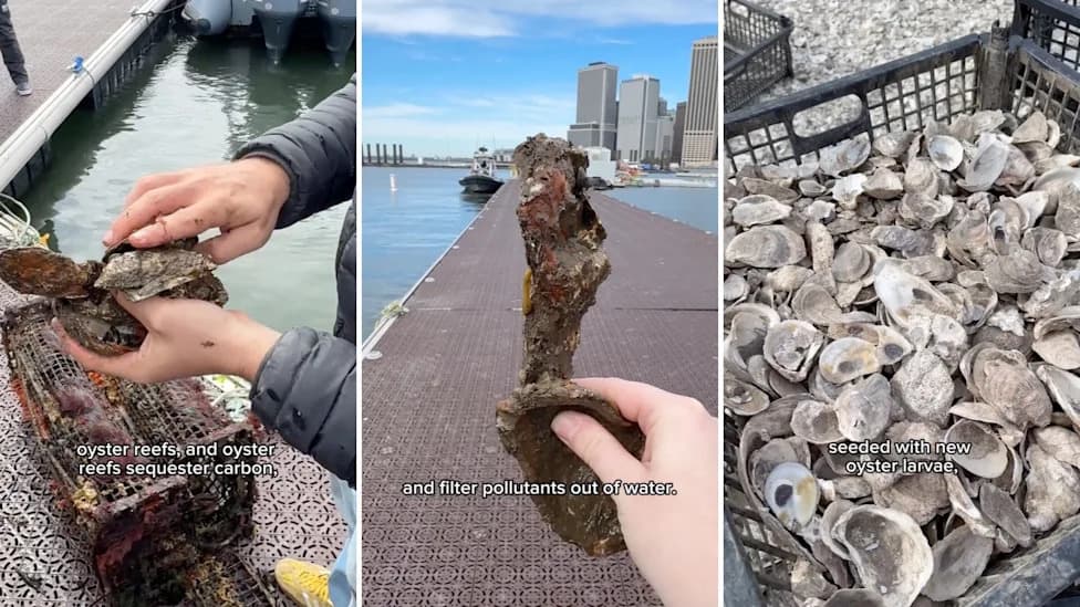 How New York Turns Restaurant Oyster Shells Into Living Reefs — 180+ Million Returned So Far