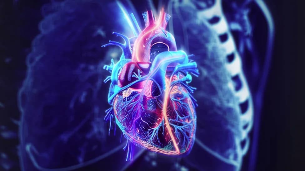 Old Hearts Rejuvenate in Young Recipients: Transplanted Hearts Adopt Their Host's Biological Age