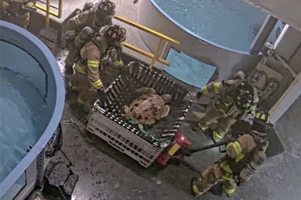 Fire at Virginia Aquarium Displaces Dozens of Animals; Kemp's Ridley Sea Turtle Dies