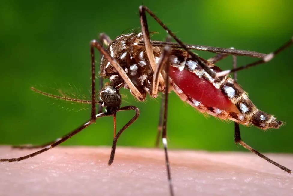 Florida Records Largest Dengue Outbreak in the Continental U.S. in Decades — 252 Local Cases
