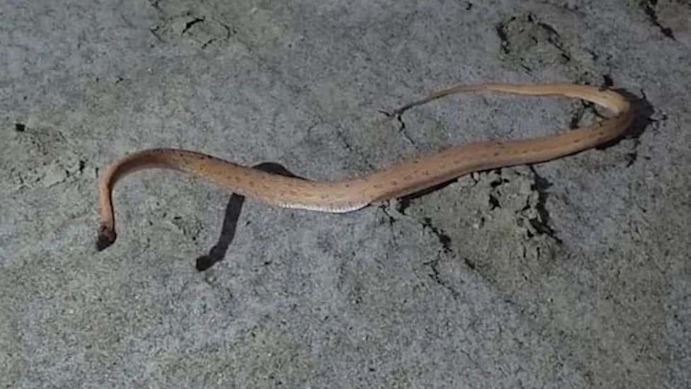 Afro-Asian Sand Snake Rediscovered in Kutch After More Than 150 Years