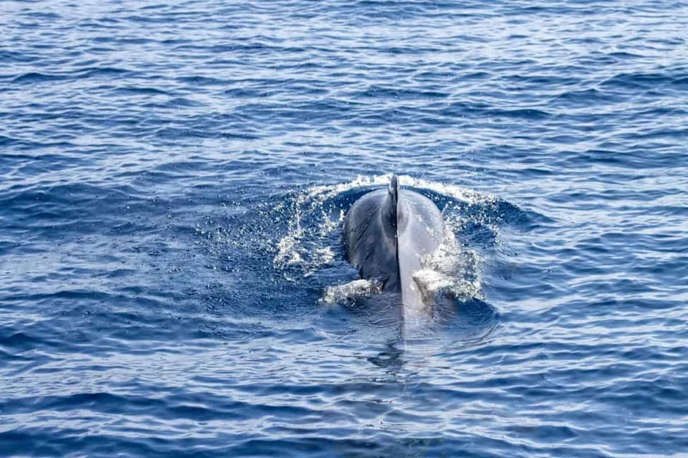 Whales and Dolphins Reached an Evolutionary Point of No Return — Here's Why