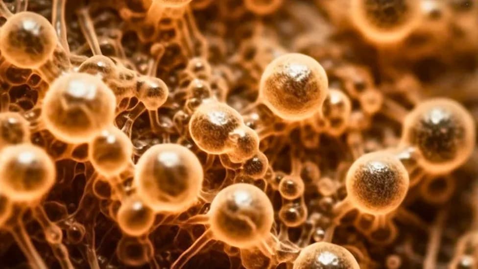 Rare Pan-Drug-Resistant Candida Strain Found in Nairobi — First Case in Africa