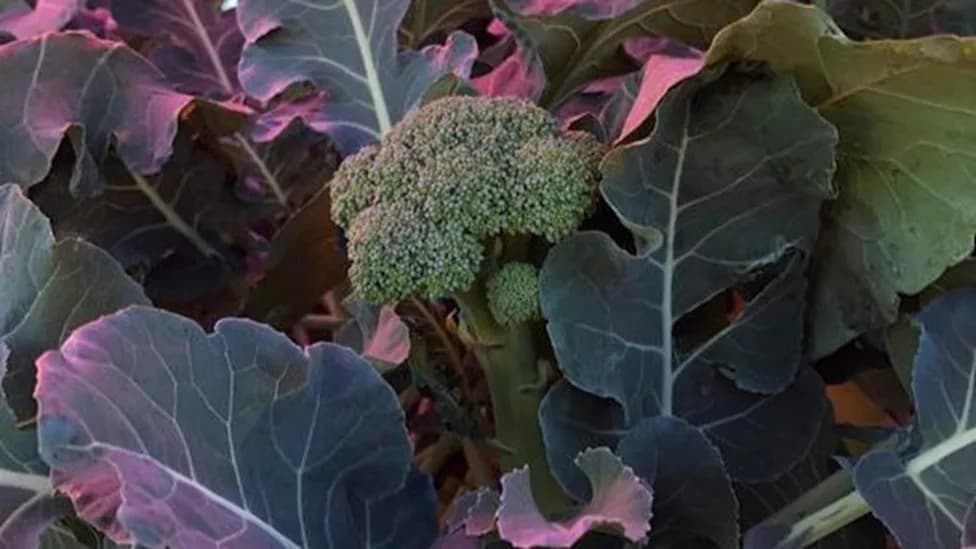 Magenta Solar Panels Boost Broccoli's Light-Use Efficiency 4.5-Fold, Study Finds