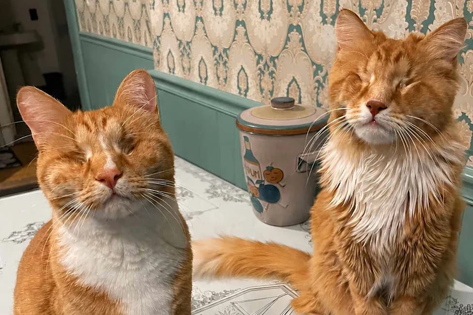 First Confirmed Cases of Marfan Syndrome in Cats: Gary and Shaggy's Discovery and What It Means