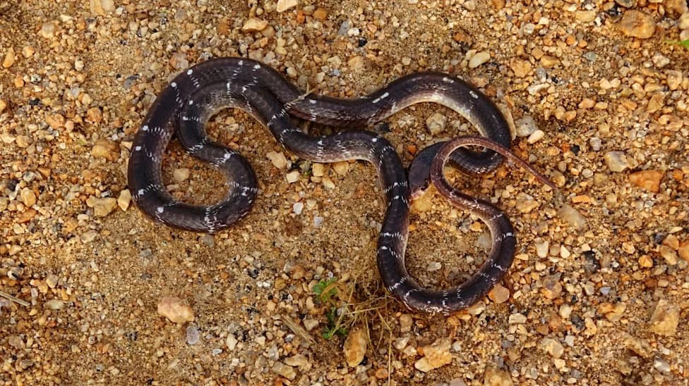 Watchman Cycles to Hospital Carrying Dead Krait After Night-Time Bite in Odisha