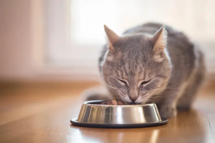 Study Finds Lead in 99 of 100 Cat Foods; Dry Kibble, Fish-Based Formulas Most Affected
