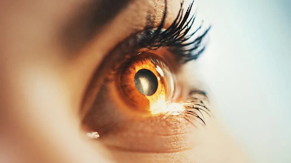 Single-Dose Gene Therapy Restores Vision and Rewires Adult Retinas in Dogs