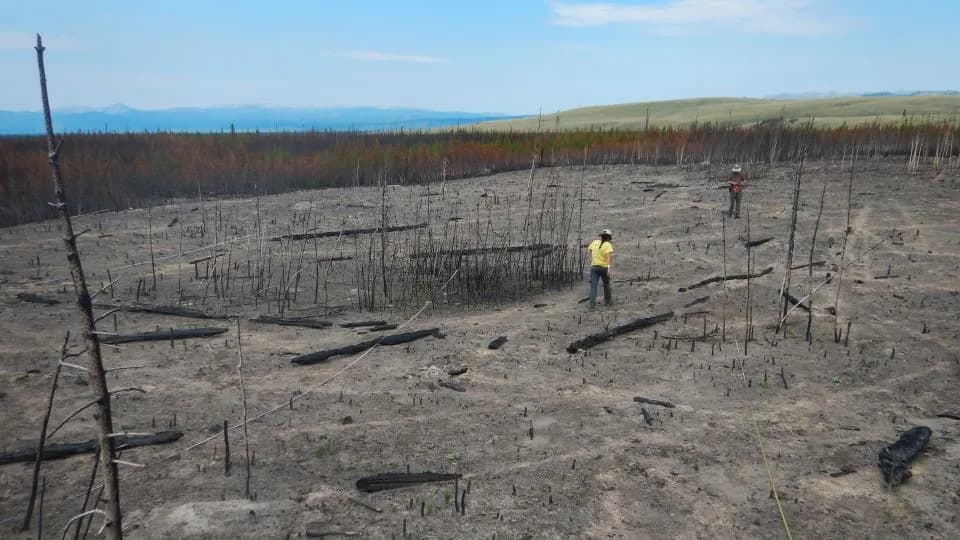 Wildfires Are Reshaping US Forests — Are We Near A Tipping Point?