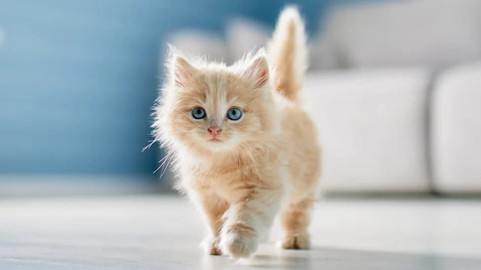 Global Study Links Higher Cat Density With Greater National Happiness — Unexpected Twist on Parasite Exposure