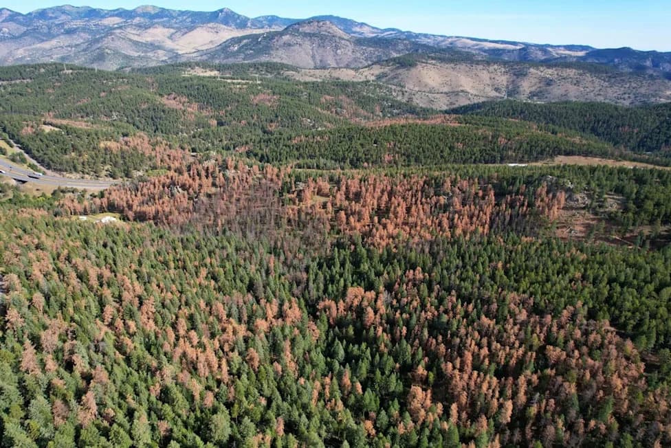 Killer Beetles, Tinderbox Forests: Pine Beetle Crisis and Climate Liability Face the Supreme Court