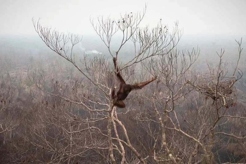 Drop In Hotspots Won't End Crisis: Peat Fires Still Threaten Indonesia