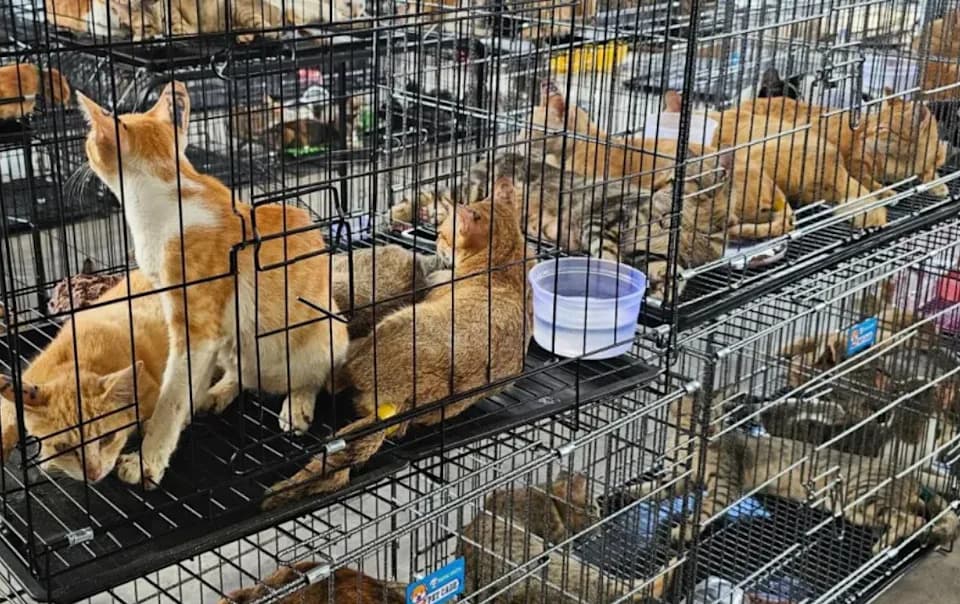 Vietnam Police Bust Ring Allegedly Responsible for Theft of Nearly 2,700 Cats for Meat Trade