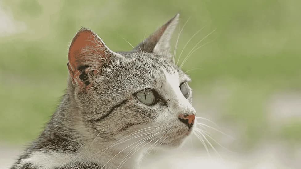 House Cats Could Unlock New Clues for Human Cancer Treatment