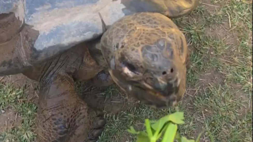 Nearly 100-Year-Old Galápagos Tortoise 'Mommy' Becomes First-Time Mom to 16 Hatchlings, Bolstering Conservation