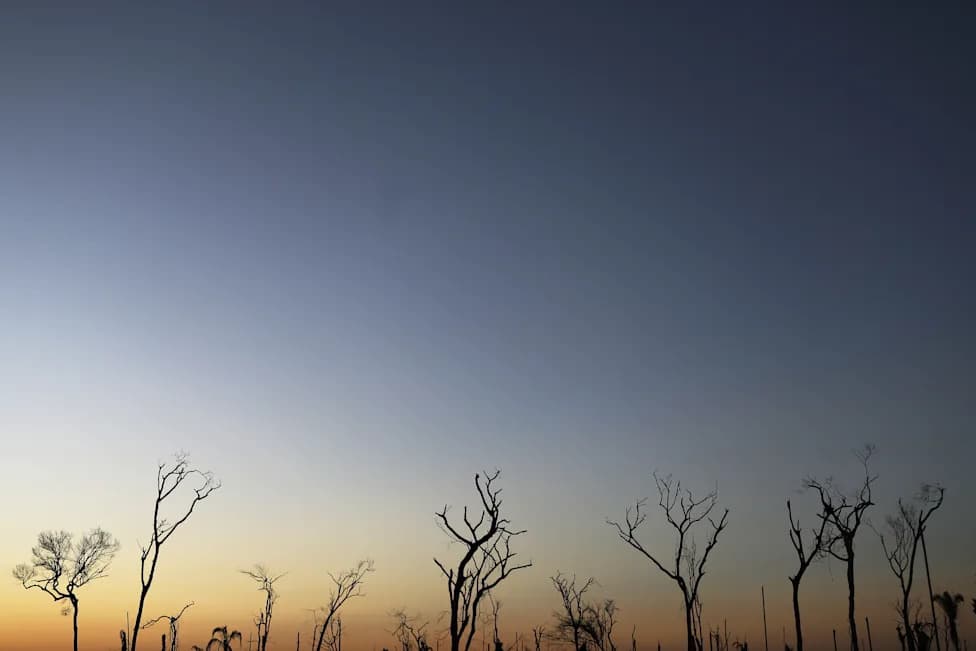 Farm Rio Teams Up With Veritree To GPS-Track 1 Million-Tree Reforestation Pledge