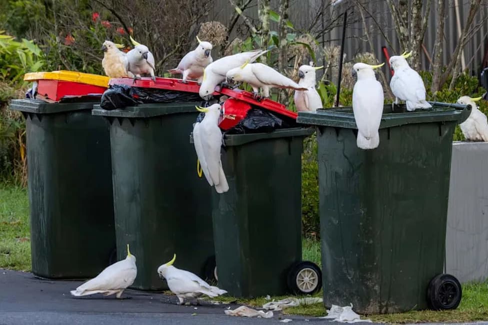 Sydney Cockatoos Are Building an Urban Bird Culture — And Teaching Each Other to Thrive