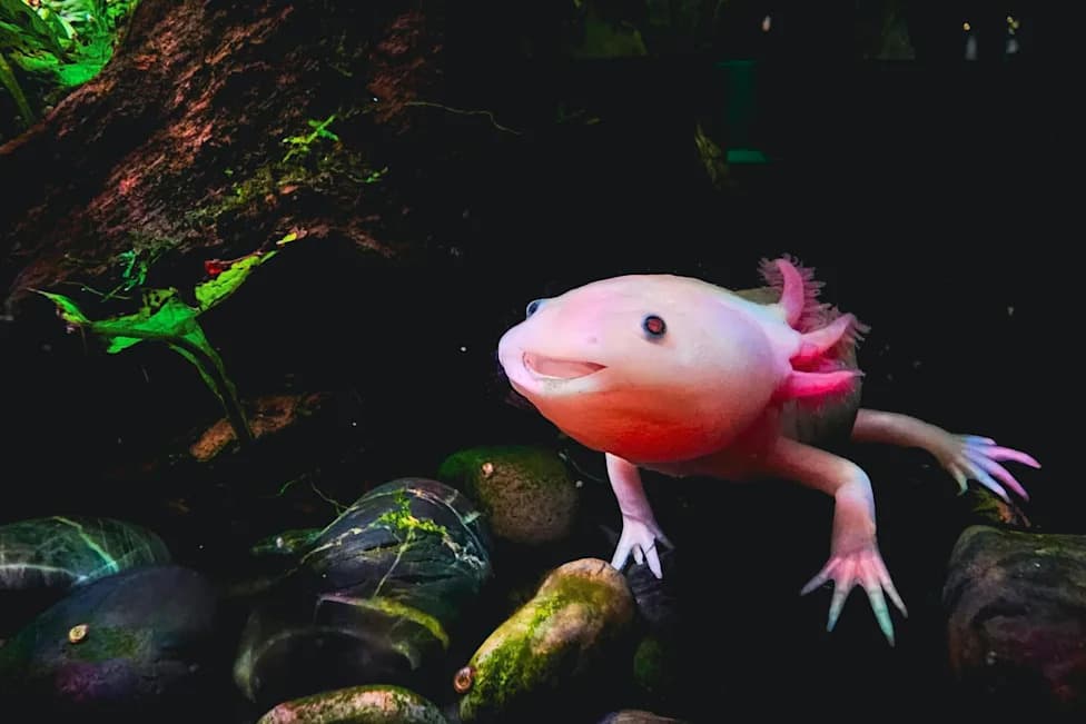 Why Humans Can’t Regrow Limbs (But Salamanders Can): What Science Reveals