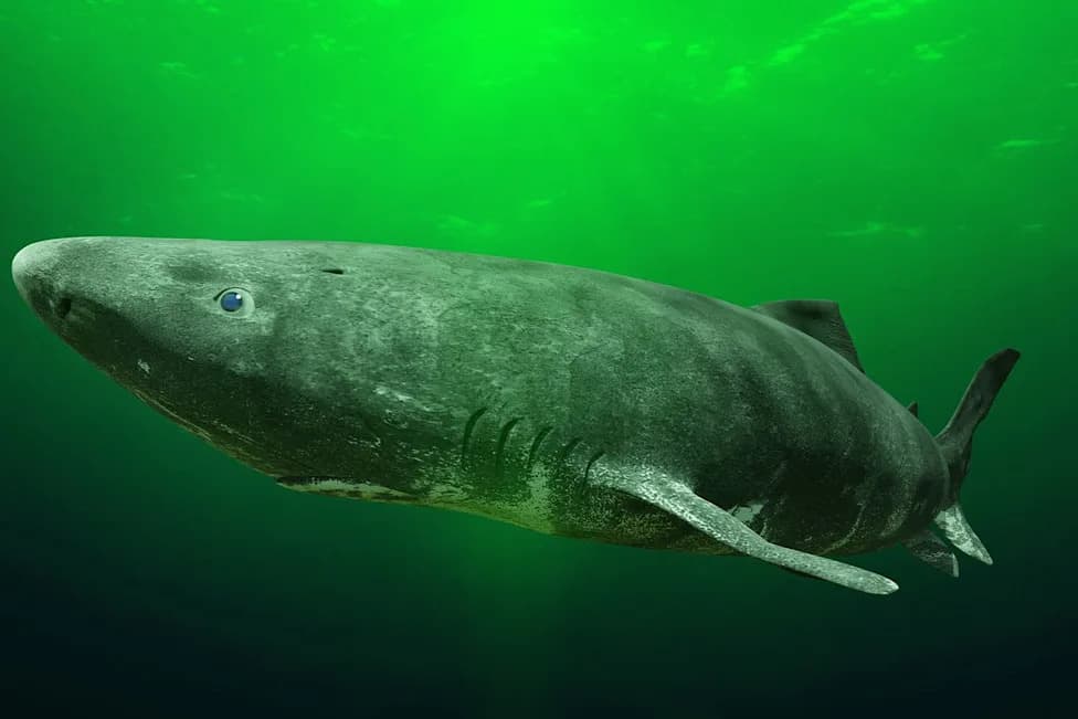 Greenland Pauses Controversial Plan To Cull 1,000 Centuries‑Old Sharks Amid Legal And Conservation Concerns