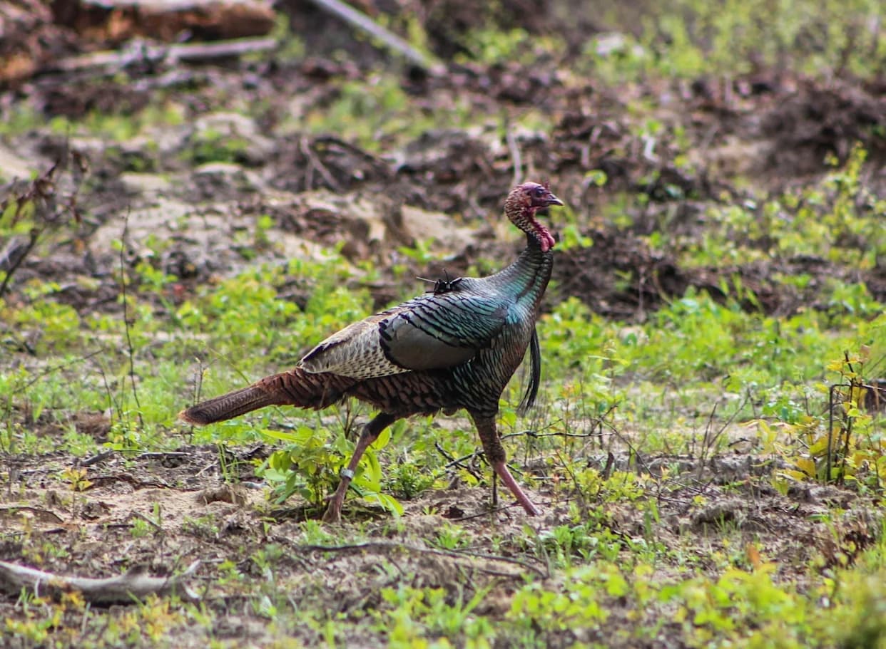 Study Finds More Female Wild Turkeys Hatched In Spring-Hunted Areas — Possible Link To Hunting Pressure