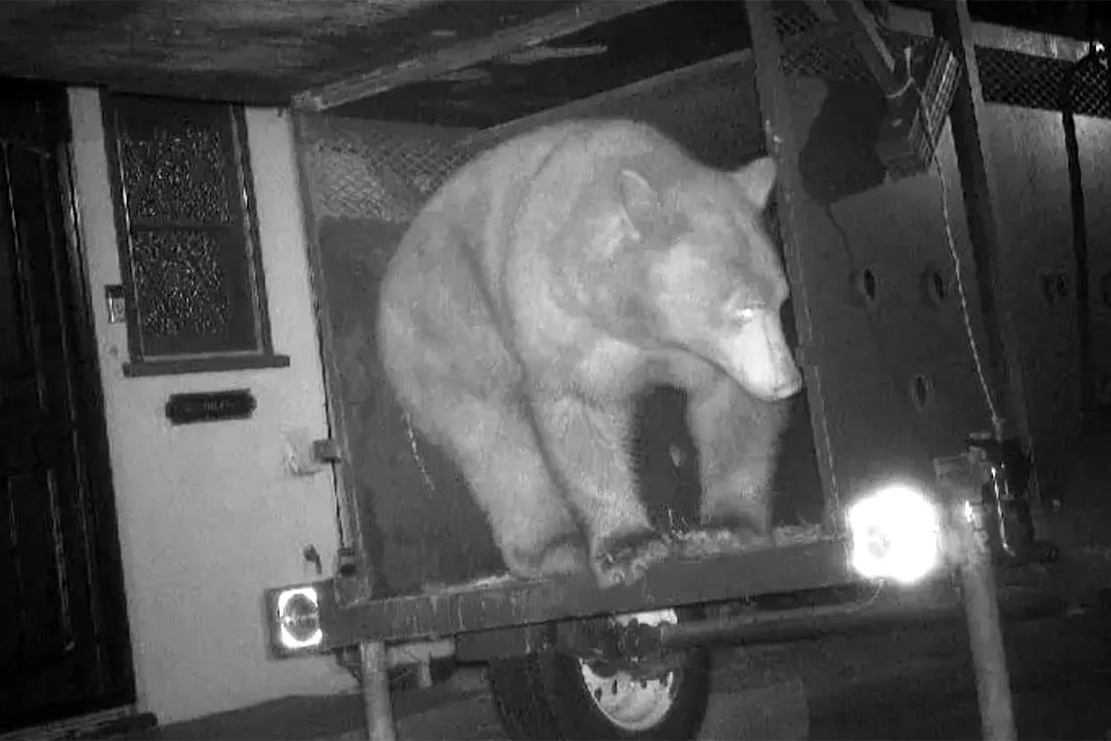 Altadena Homeowner Threatens Lawsuit After 550‑Pound Bear Lives in Crawlspace Beneath House