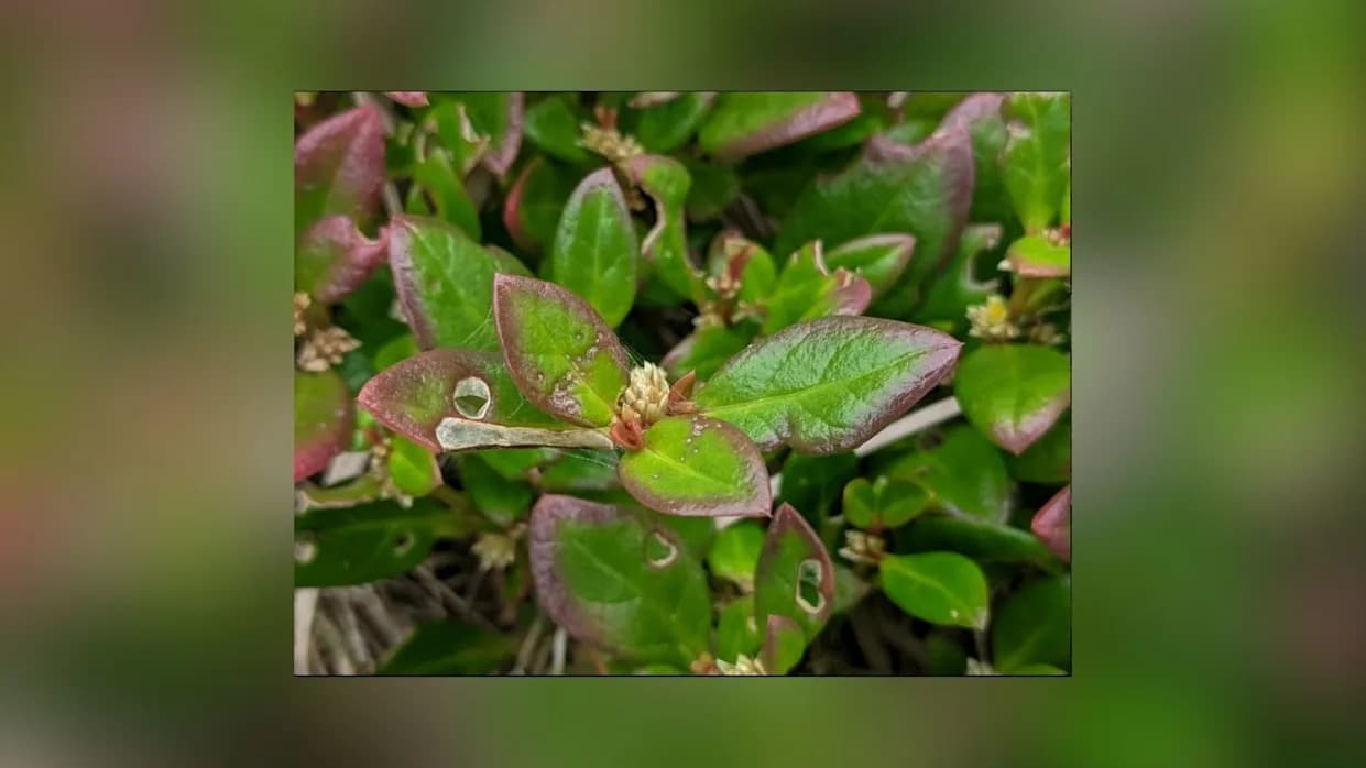 Brazilian Coastal Herb, Joseph's Coat, Eases Arthritis Symptoms in Animal Tests