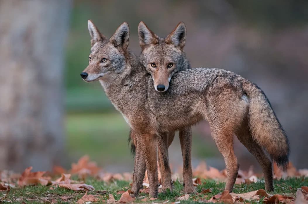 Lifelong Bonds and Loss: How Coyotes Grieve After a Mate Dies