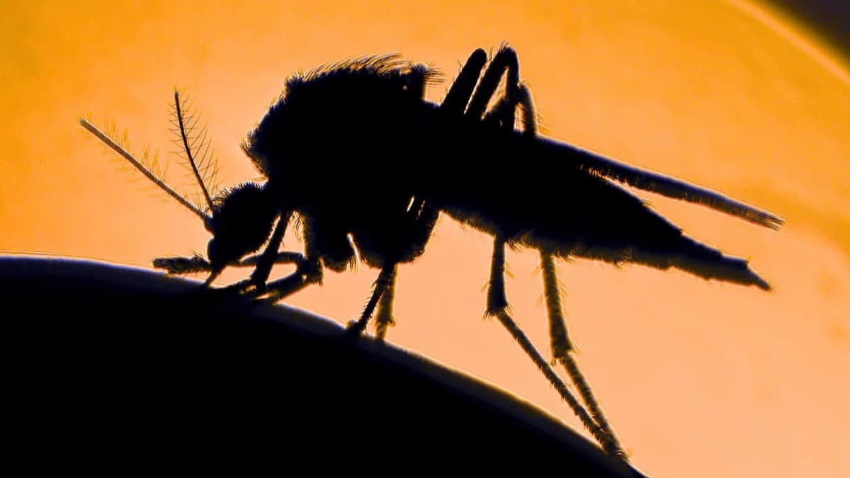 Jurassic Park Was Closer to Reality Than You Think: Mosquitoes Can Carry Extensive Libraries of Animal DNA