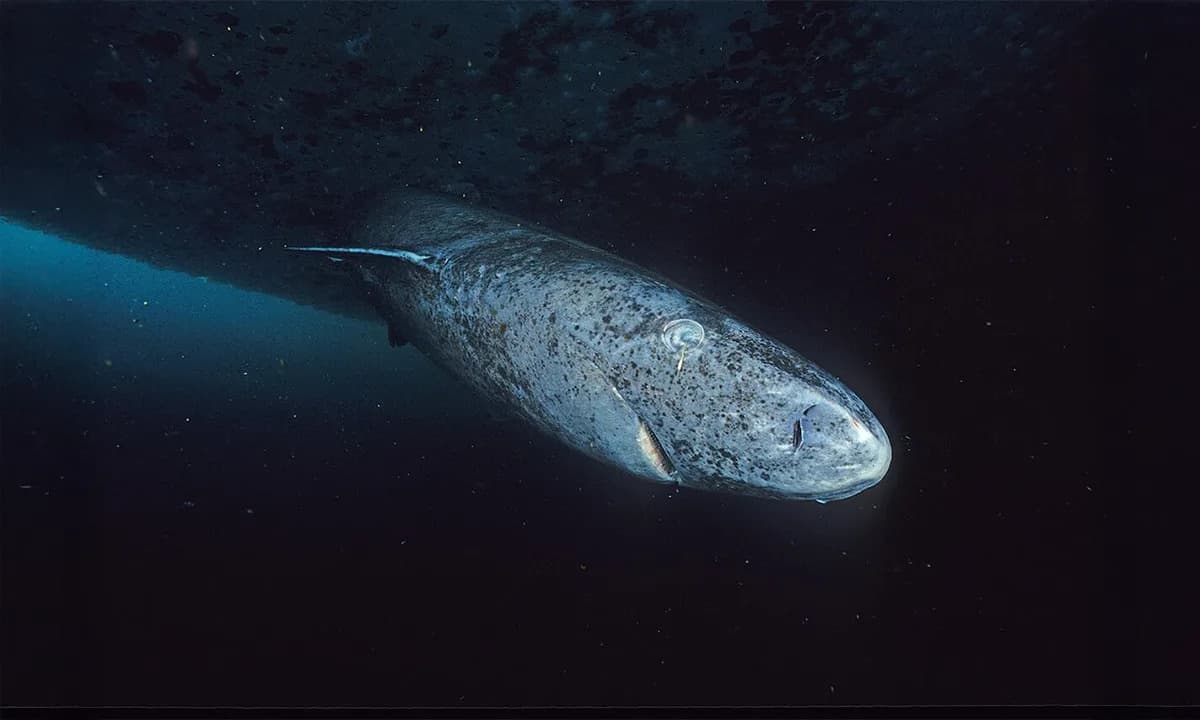 How Greenland Sharks Preserve Sharp Vision for Centuries — What Their Eyes Could Teach Us