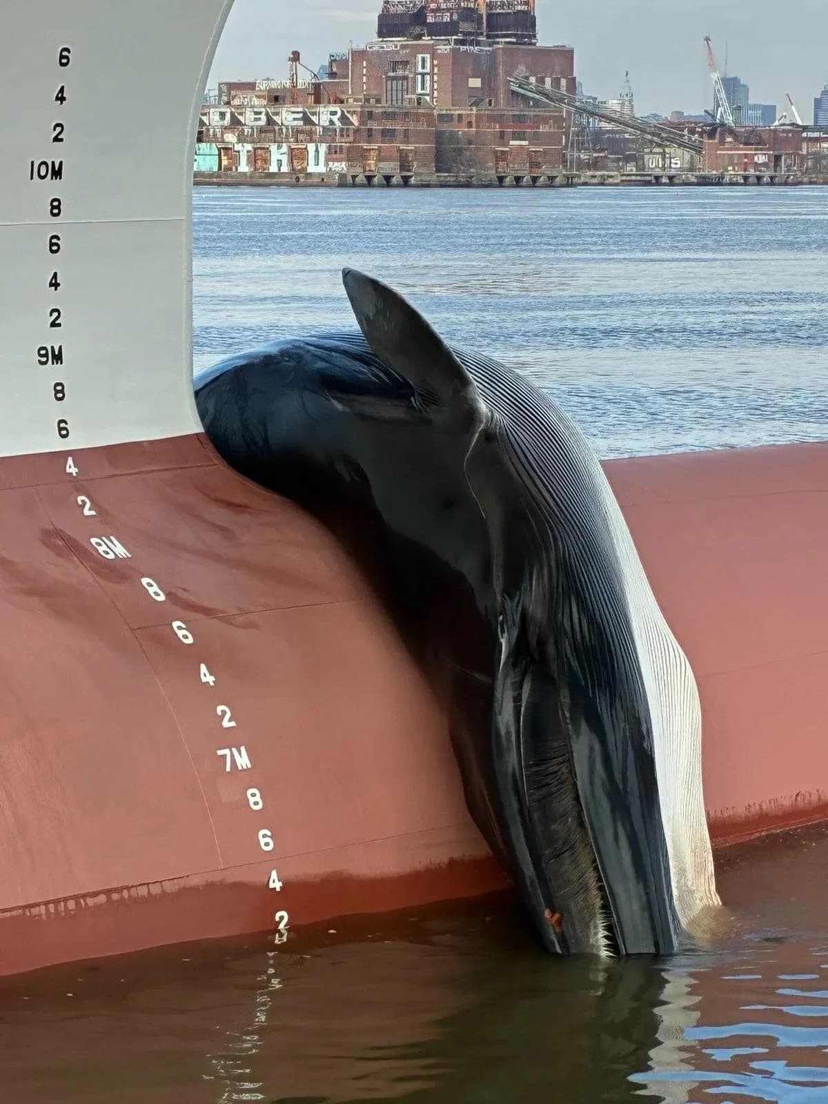 Dead Fin Whale Found Lodged on Ship Bow at New Jersey Marine Terminal — NOAA Investigating