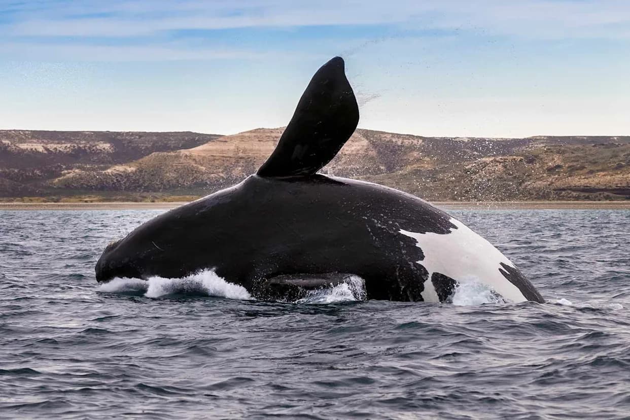 North Atlantic Right Whales See Encouraging Calving Season — But Far More Babies Are Needed to Recover
