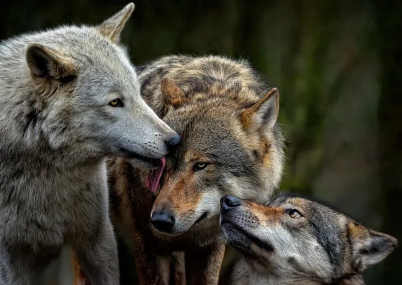 Humans Kept and Cared for Wolves on a Baltic Island Thousands of Years Before Dogs